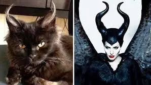 Gatos