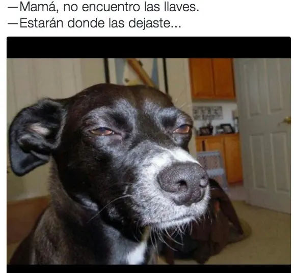 imagenes graciosas