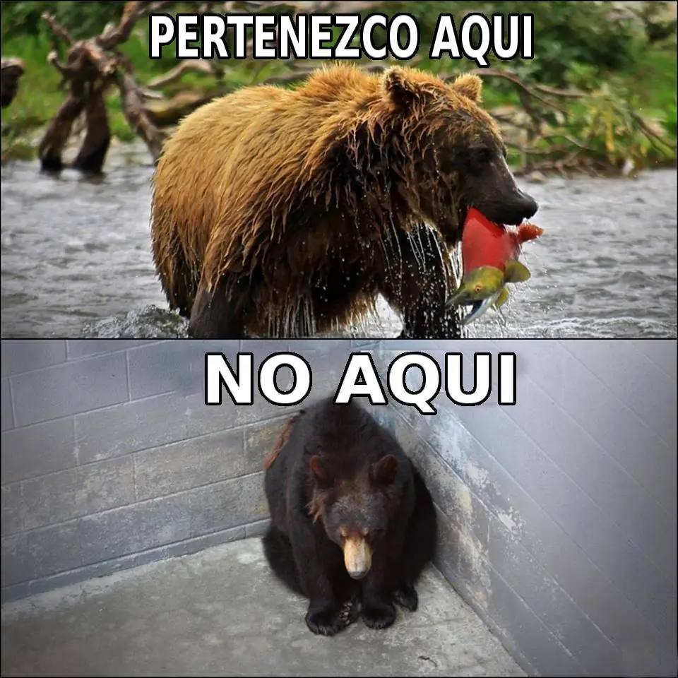 Imagenes para linces conspiranoicos (21)