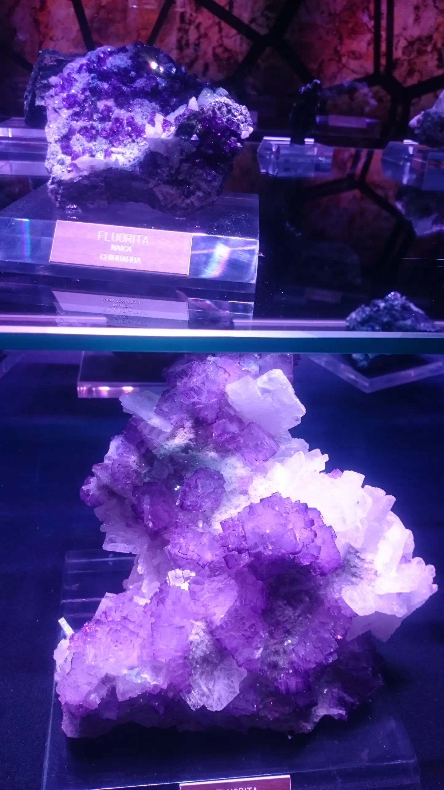Visite el museo de la Evolución