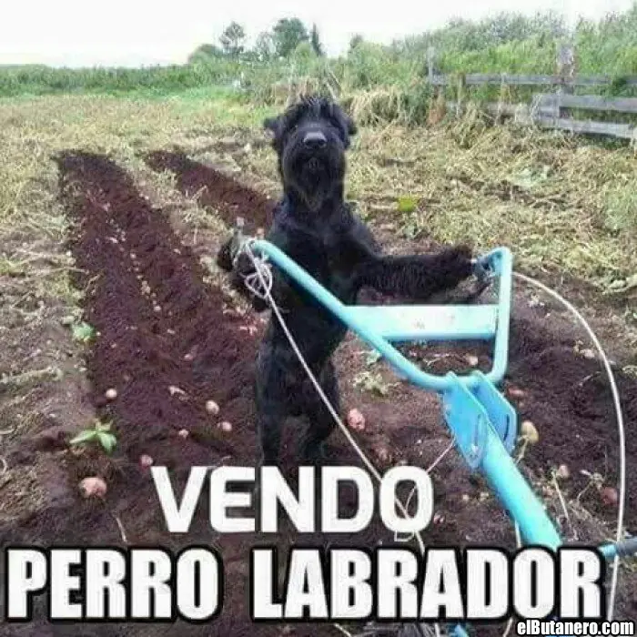 Crap de humor wtf tomo#43