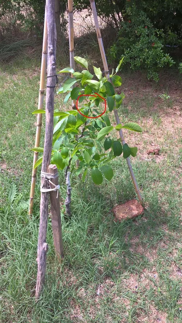 cuidado
