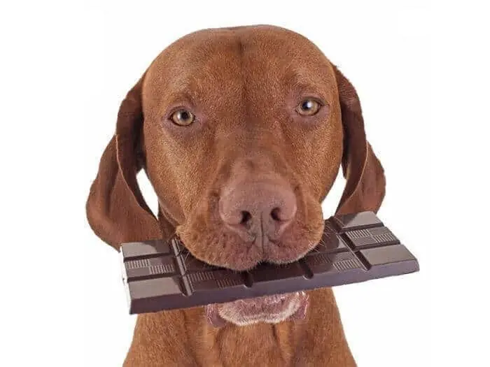 perro