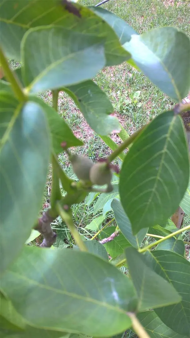 fruto