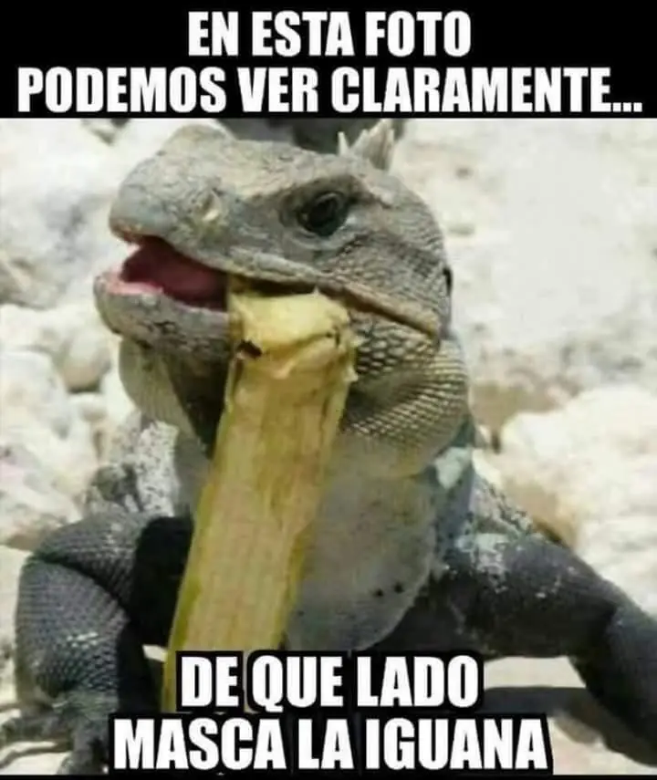 Humor madrugador, mejora tu ánimo y pásate lince!
