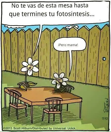 linces