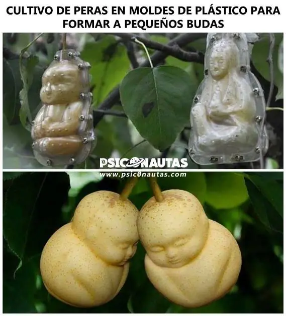 psicodelicas