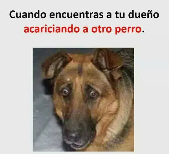 Humor para disfrutar la noche
