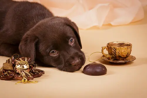 chocolate