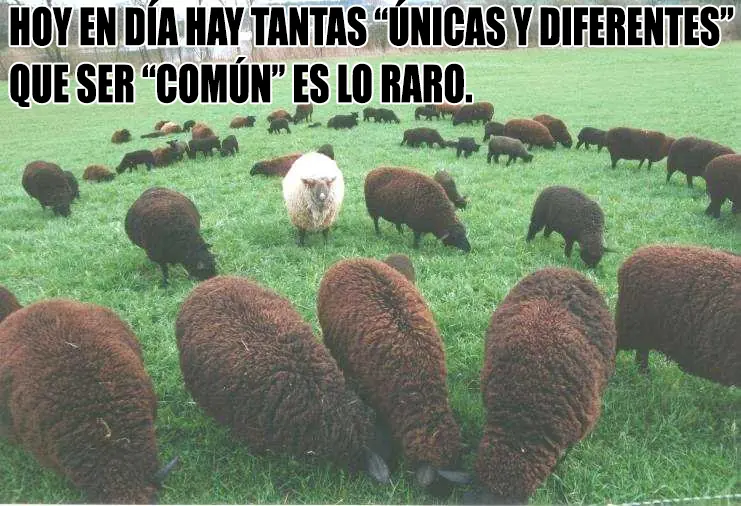 sarcasticas