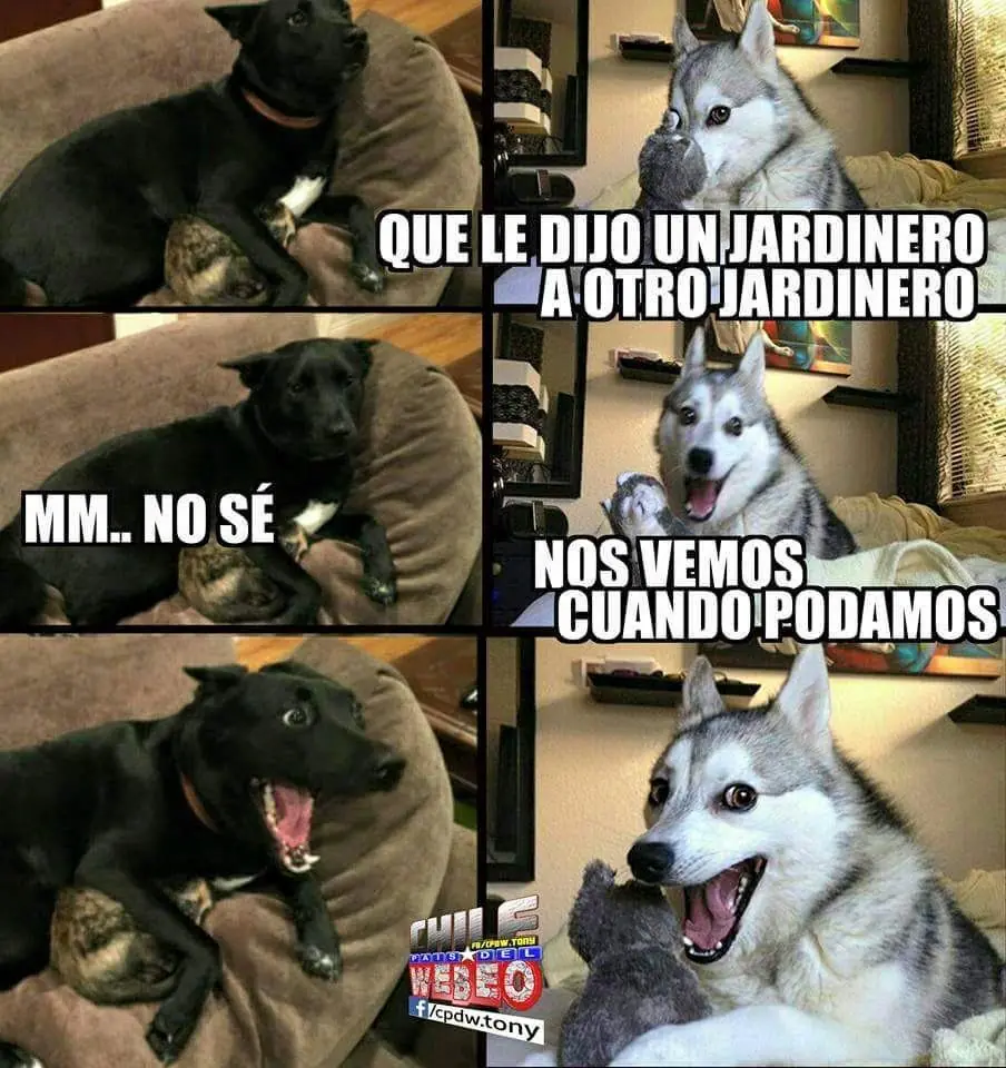 Humor