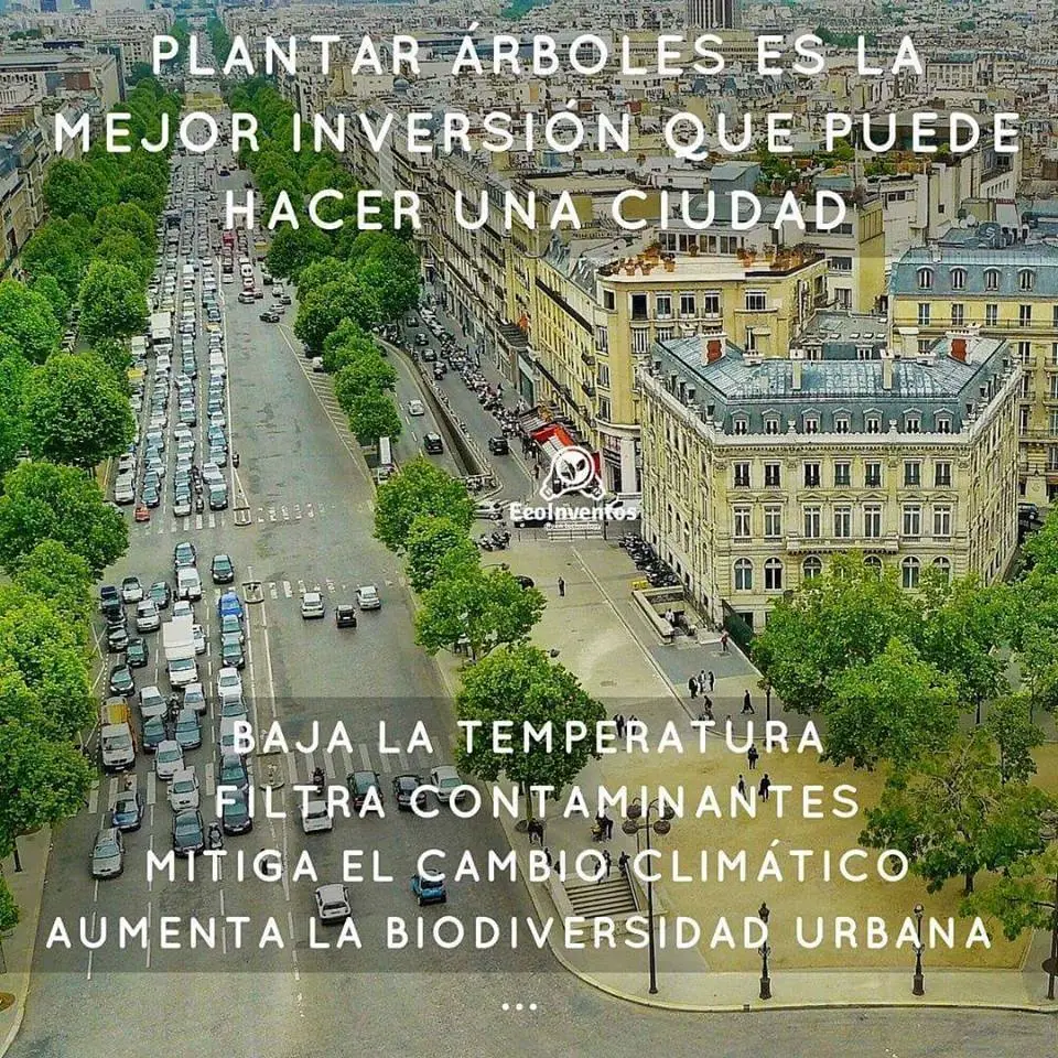 psicodelicas