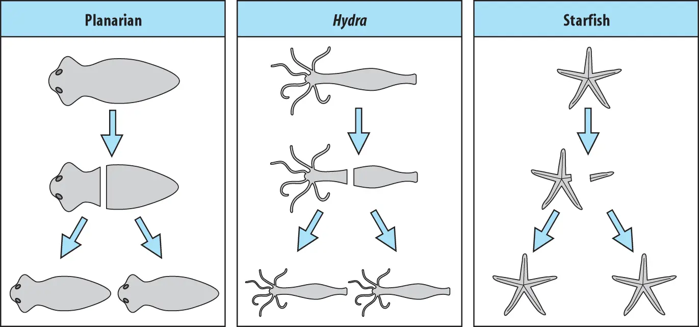 Ciencia Regeneracion Bioelectricidad Animales