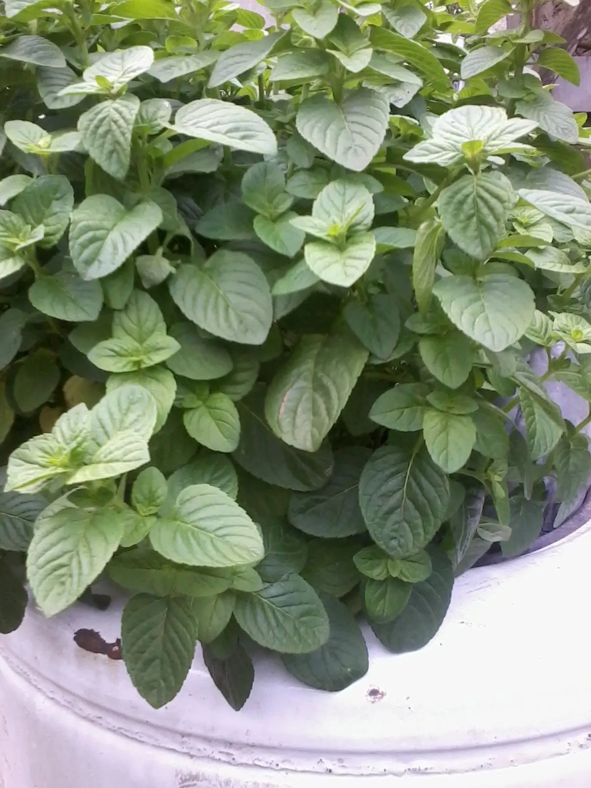 Te enseño mi pequeña huerta, con objetos reutilizados