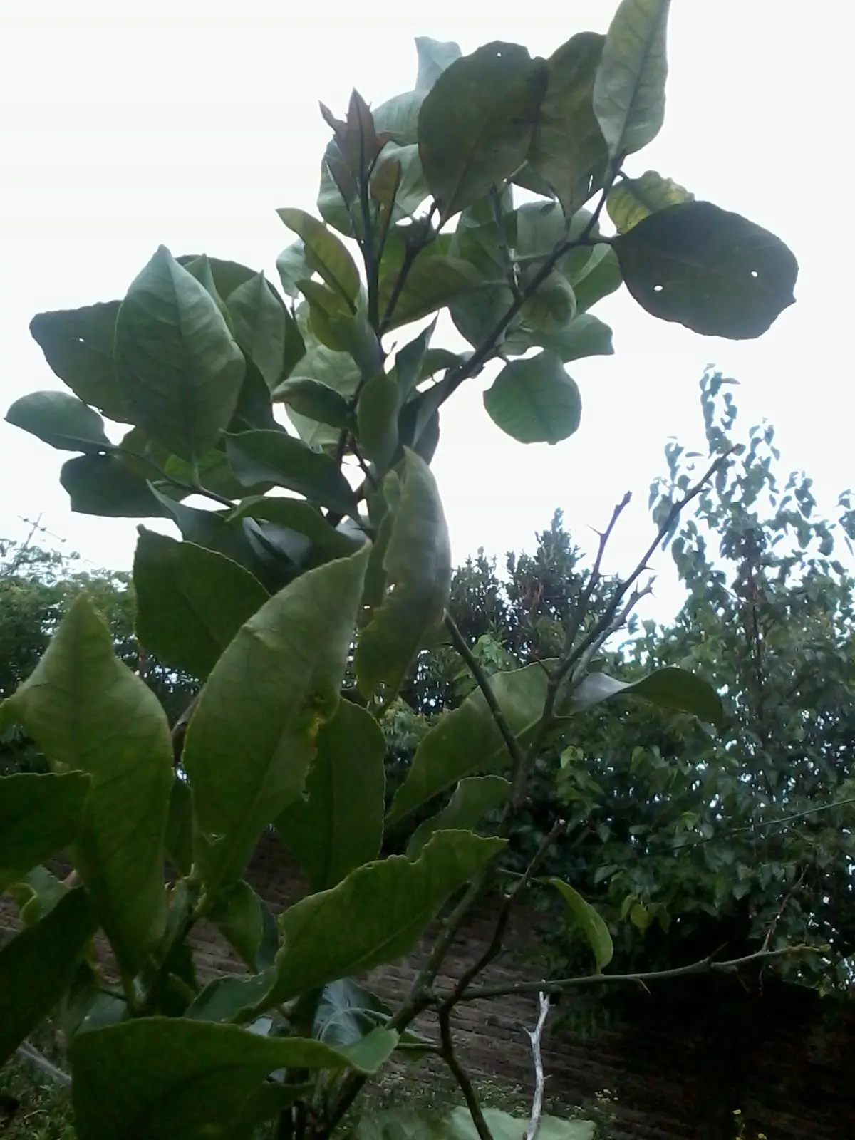 huerta
