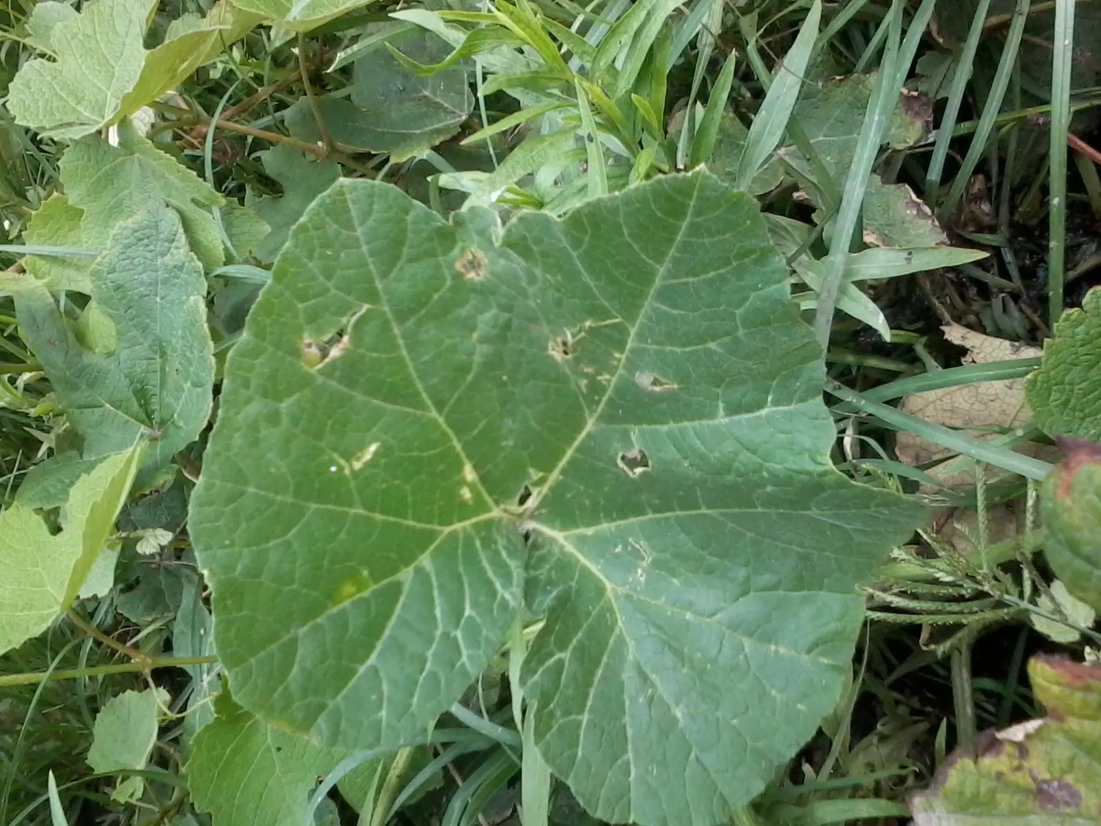 arbolitos