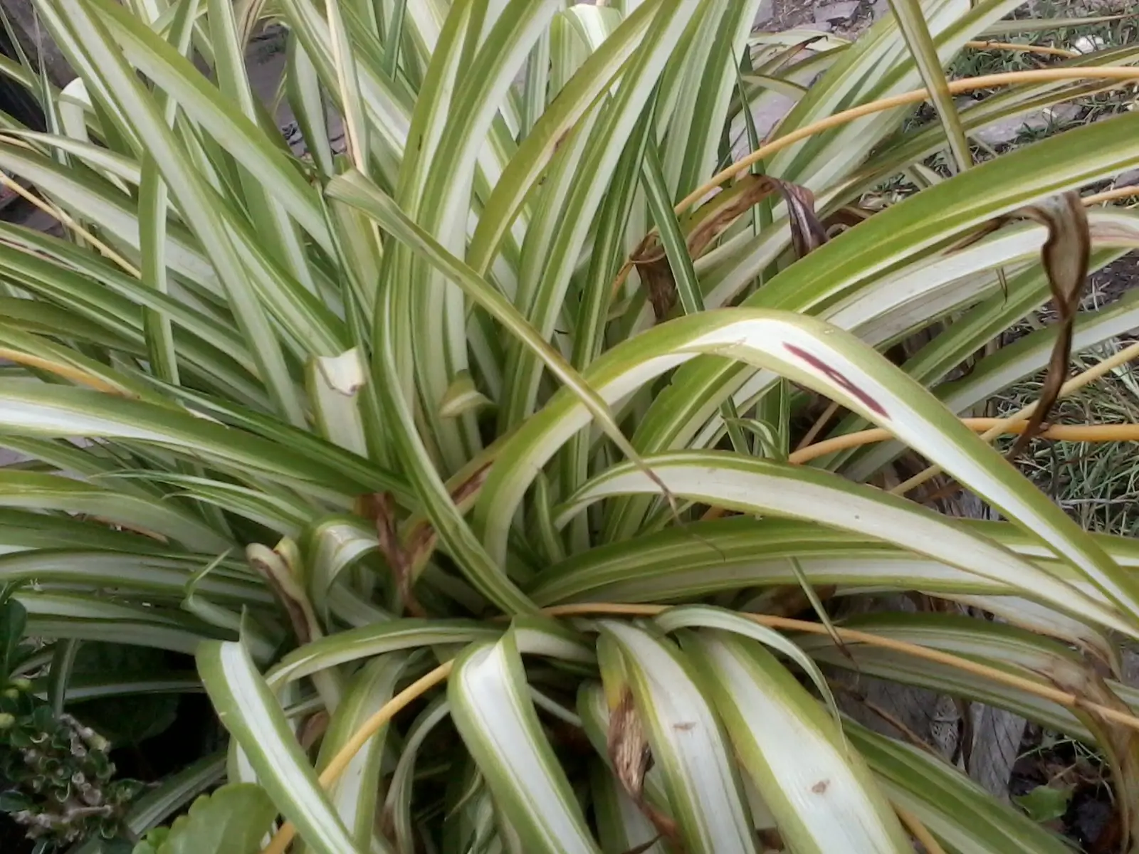 arbolitos
