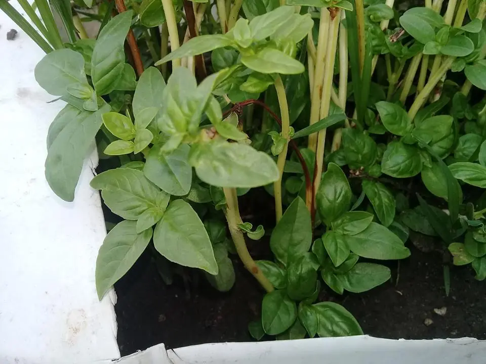 huerta