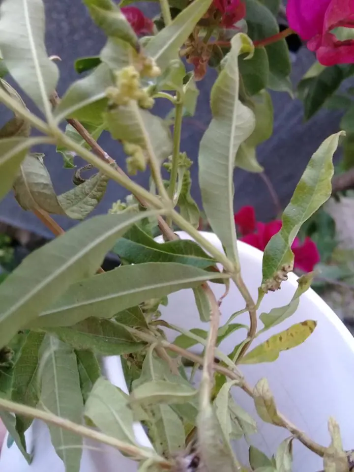 huerta