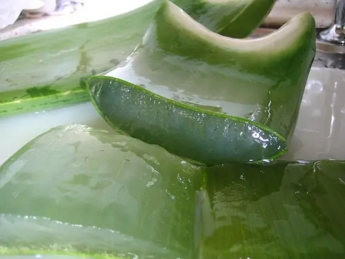 aloe