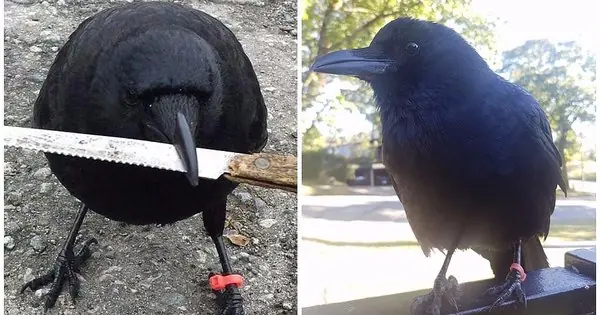 Peligro por cuervo asesino en canada