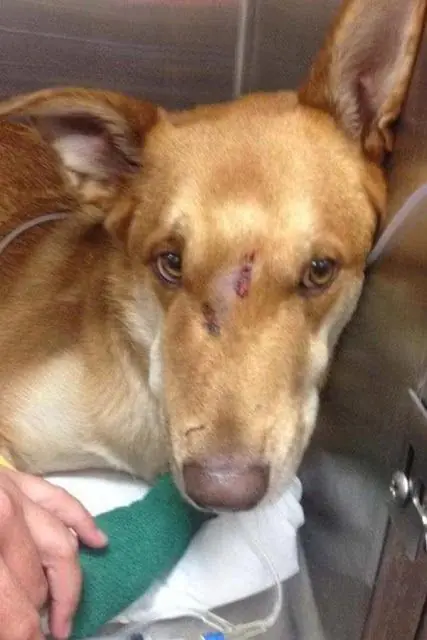 Perro sacrificó su vida para salvar a bebé de una serpiente