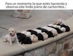 Memes de animales mas tiernos y divertidos