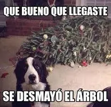 animales