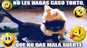 Memes de animales mas tiernos y divertidos