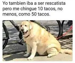Memes de animales mas tiernos y divertidos