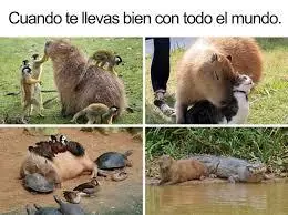 memes