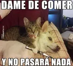 memes