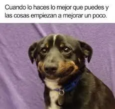 animales