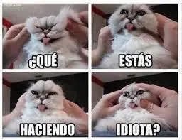 Memes de animales mas tiernos y divertidos