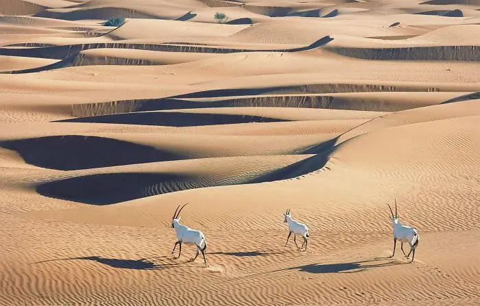 fotografiando animales