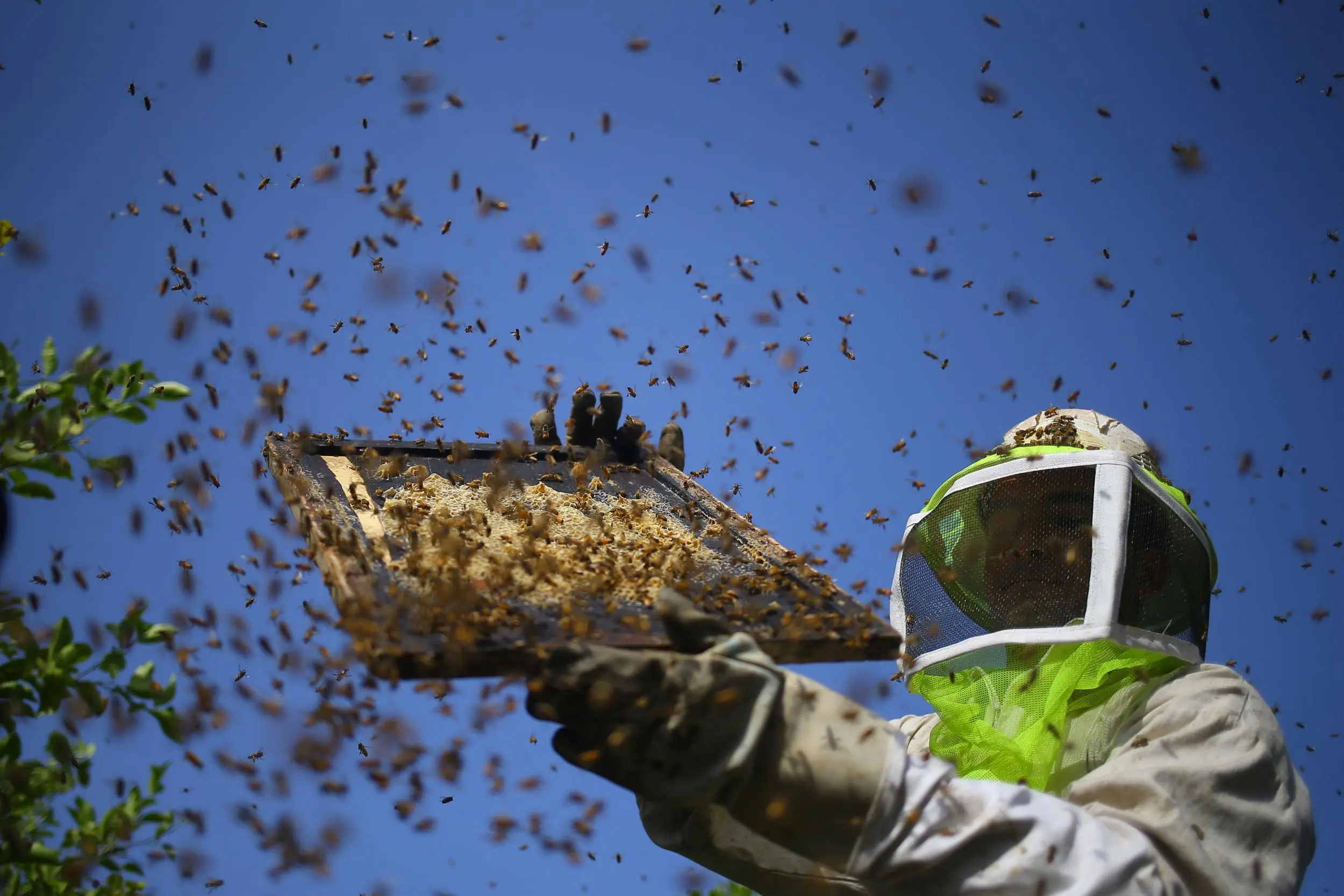Salvemos a las abejas: