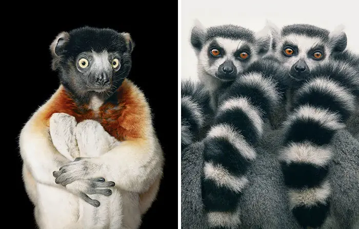 fotografiando animales