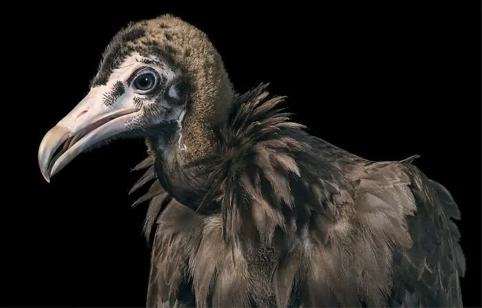 peligro de extincion