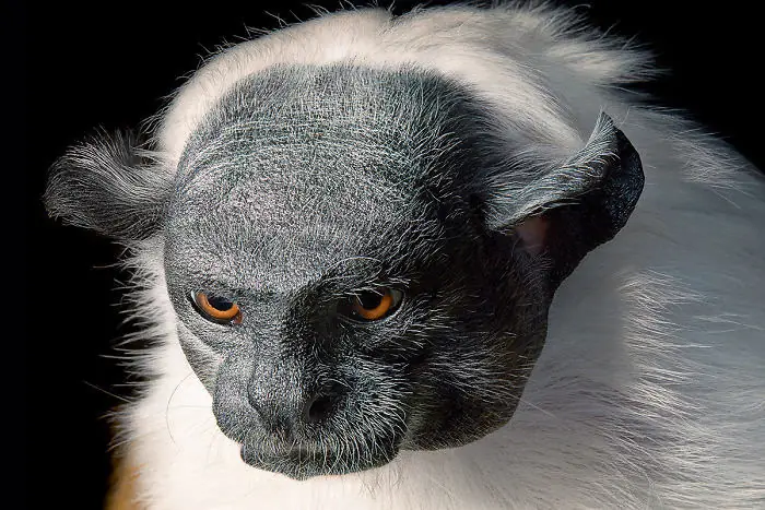Tim Flach
