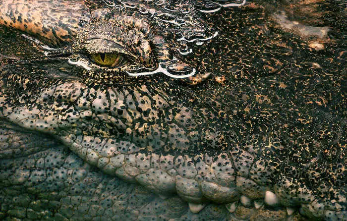 Tim Flach