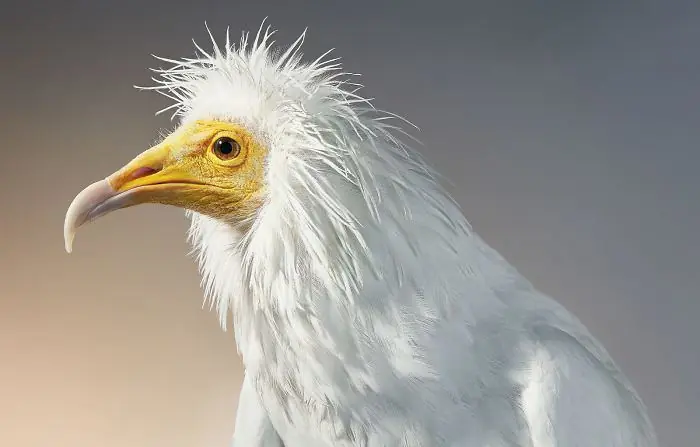fotografiando animales