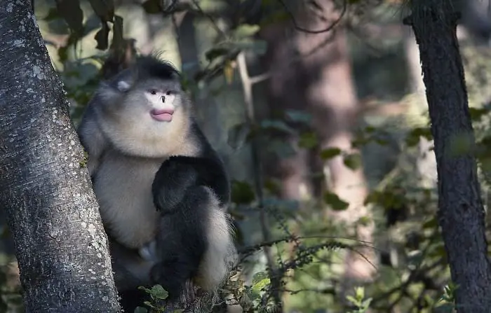 Tim Flach