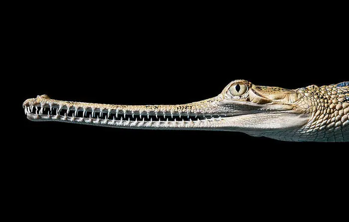 Tim Flach