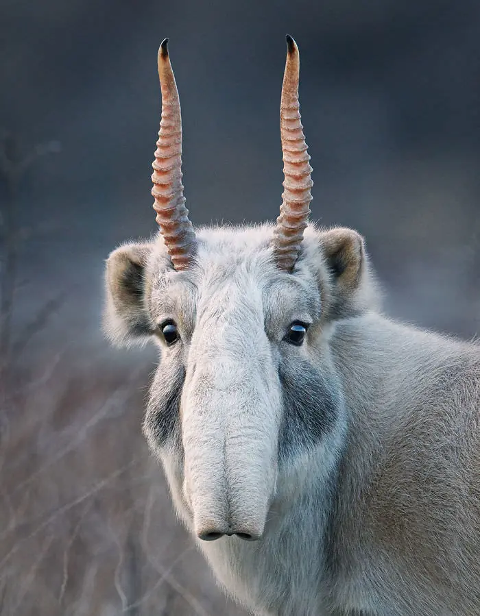 fotografiando animales