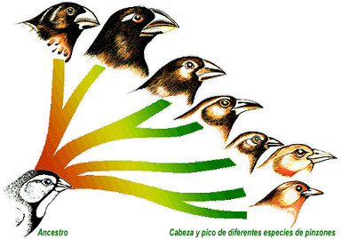 evolucion
