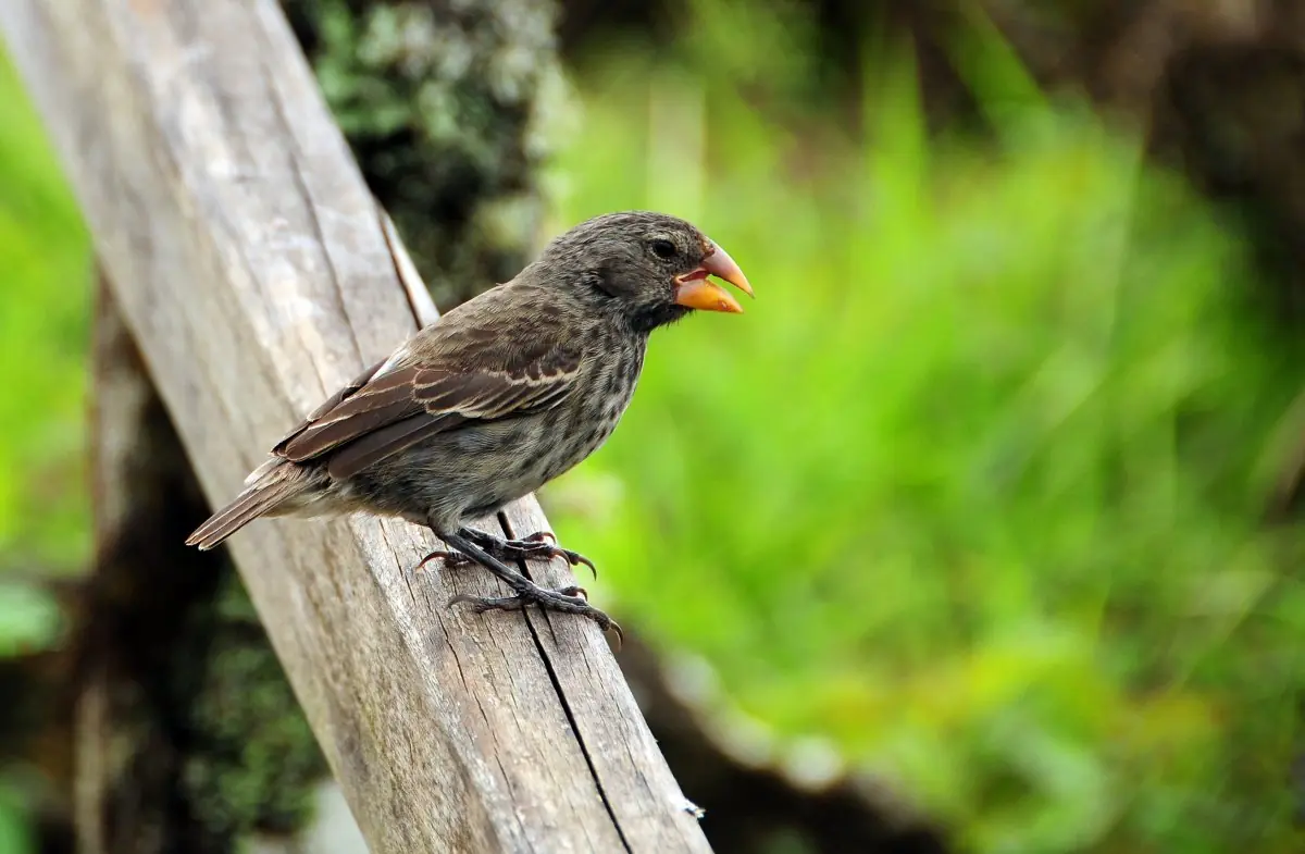 pajaro