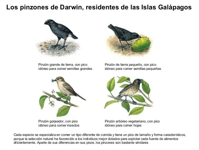 Observan por primera vez cómo una especie se transforma en