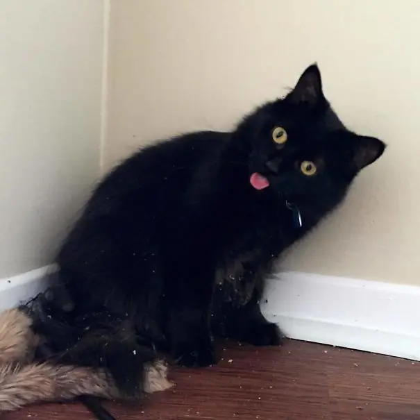 gatos