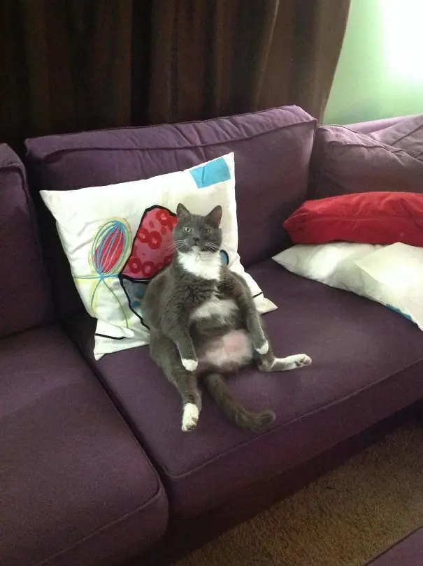 18 fotos de Gatos que se drogaron tanto que quedaron locos