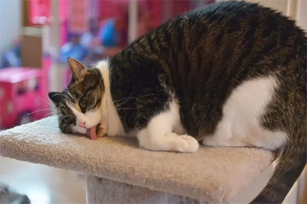 18 fotos de Gatos que se drogaron tanto que quedaron locos